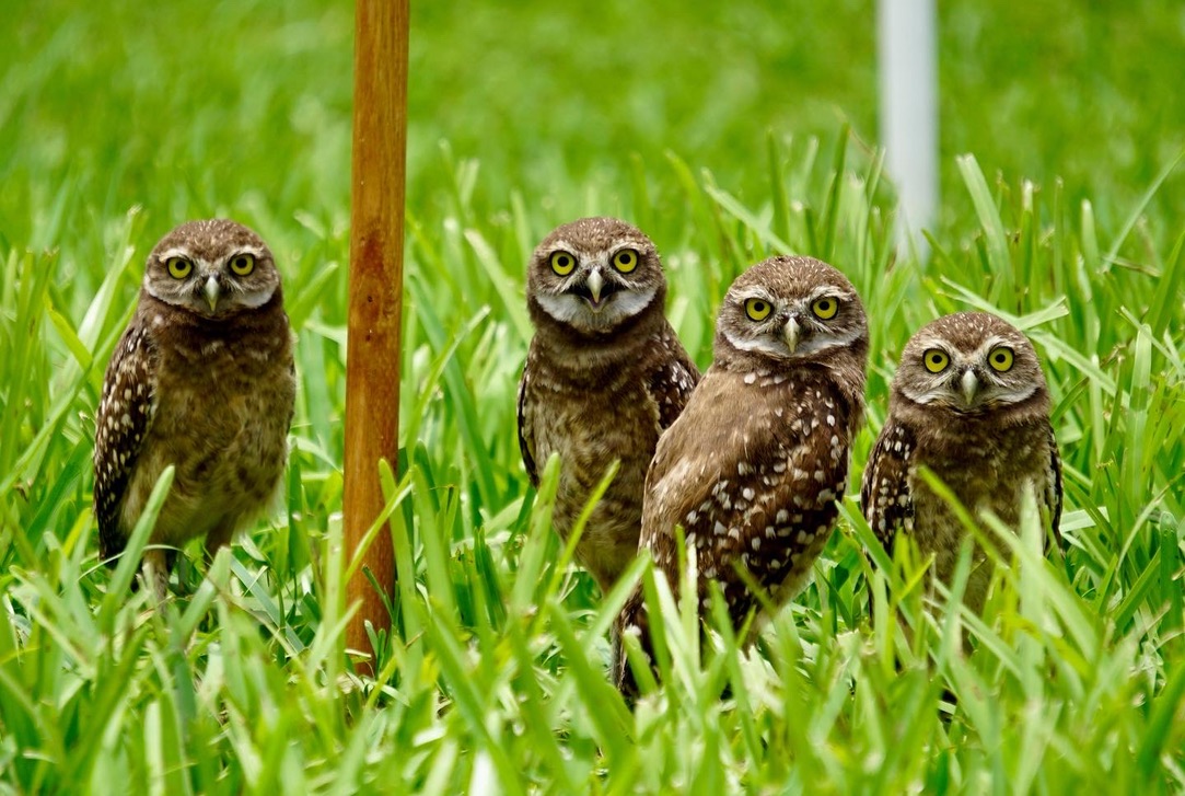 Burrowing Owls In South Florida – Florida2Love